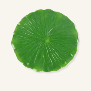 Set de Table Feuille Tropicale Vert
